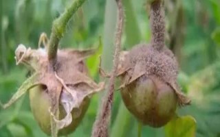 灰霉病有什么特点，传播范围广、腐生能力强