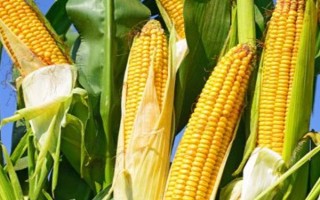 鄂玉29玉米种子特点，生育期138天