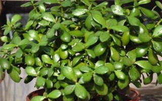 燕子掌病虫害防治方法，主要病害有炭宜病和叶斑病