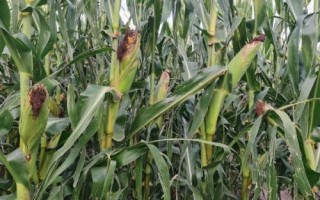 蠡玉236玉米品种简介，中抗大斑病