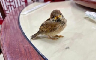 如何养活树上掉下来的小鸟，刚出生的小鸟应放回巢穴