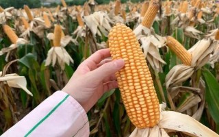 广玉928玉米品种简介，高抗茎腐病