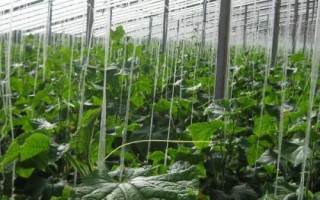 黄瓜氮肥过多的症状，会出现叶片成暗绿色、植株叶片发黄等