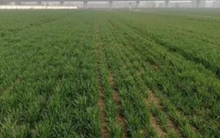 小麦返青后怎么管理，苗龄较小的田块要在春季锄划1-2次