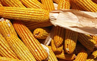 庆科玉1号玉米种的特征特性，生育期为144.8天