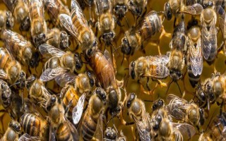 蜂群失王的原因，蜂王患病是最常见的原因