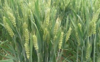 川辐紫222小麦种子特征特性,高抗条锈病