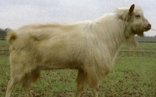 黄淮山羊简介，有无角和有角两种类型