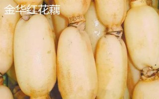 莲藕哪些品种比较好,鄂莲系列具有较高的品质