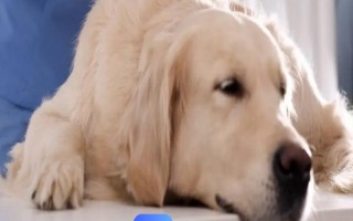 犬瘟热的症状，初期其体温可高达39.5-41℃