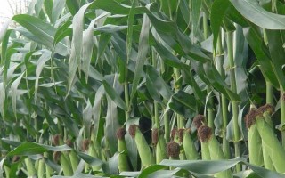 丰德存玉10号玉米品种介绍，夏季种植生育期为100-105天