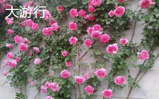 哪些爬藤月季比较好,包括大游行、胭脂扣、粉色达芬奇等品种