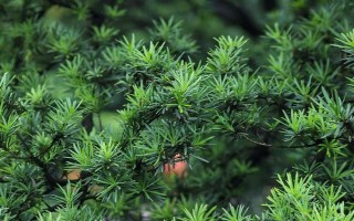 松柏有什么品质，代表坚韧不拔、乐观开朗、斗霜傲雪、刚正不阿