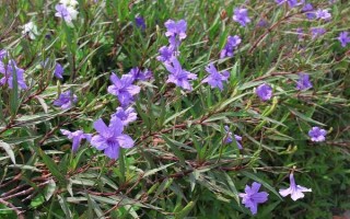 半枝莲的生长阶段，分为幼苗期、生长期、盛花期、休眠期