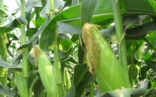 西南地区适合种植的玉米品种，常见的有鄂玉10号、强硕168等