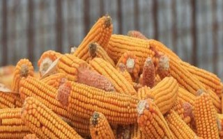 正大507玉米种子特点,生育期95.4天