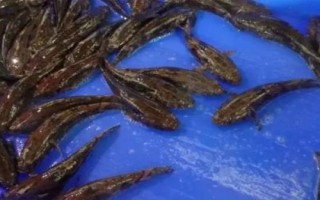 笋壳鱼是什么鱼，属淡水鱼类