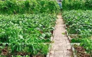 菜园子为什么用篱笆围起来，可防止禽类偷吃蔬菜