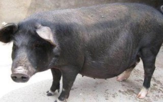 黑猪有多少个品种，常见的有莱芜黑猪、太湖猪等