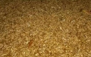 养殖黄粉虫的方法和收益，利润可观但市场已经趋向饱和