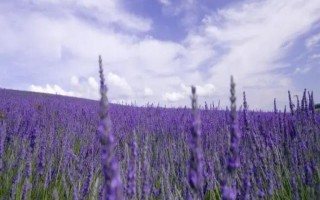 薰衣草的花语是什么，花语是等待着爱情到来、等你爱我等