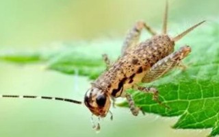 蟋蟀产卵后会死亡吗，依然可以存活并继续交配