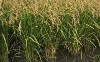 泸香8258(区试名称:金健14号)水稻品种的特性,4月上旬播种