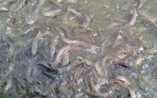 泥鳅不喂食能存活多长时间,可存活7天至30天左右