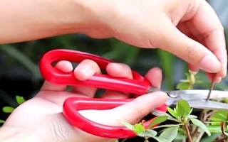 芙蓉花的家庭养殖方法，适合生长在光照充足的环境中