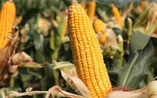 大德317玉米品种简介，在适应区5月5日左右播种