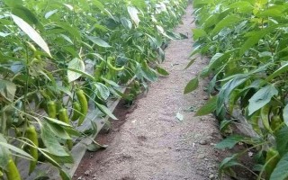 蔬菜连作的危害，可能导致病虫害加重或土壤次生盐渍化等