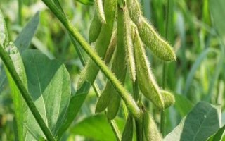 辽鲜豆9号大豆种子特征特性,每亩用种量5.0Kg左右