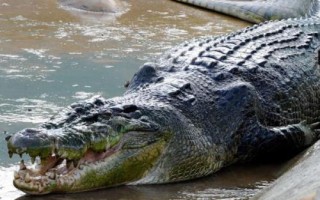 鳄鱼是什么动物，是一种脊椎类爬行肉食动物
