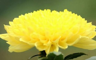 菊花的别称，具有寿客、金英等叫法