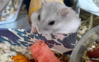 仓鼠的养殖环境，环境温度以20-30℃为宜