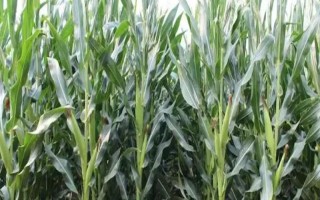 昭阳7号(试验名称:昭阳7号)玉米种简介,区试平均生育期99天