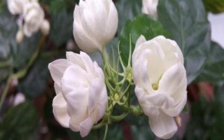 茉莉花的花语,寓意纯洁、忠贞和尊敬