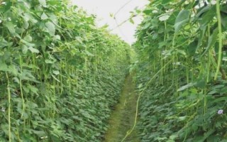 豆角的种植时间,在我国长江以南各地春、夏、秋均可栽培