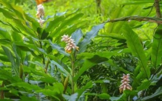 豆蔻的特点，是生活中常见的一种调料