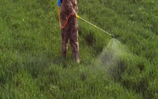 小麦病虫害有哪些及防治方法，常见类型有这8种