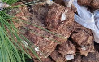 松茯苓怎么种植,采割菌丝后再嫁接至松木的枝干上