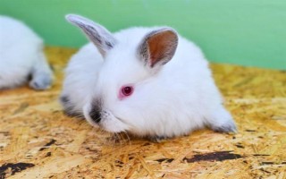 兔子怎么养殖，要不定期的给兔舍进行消毒