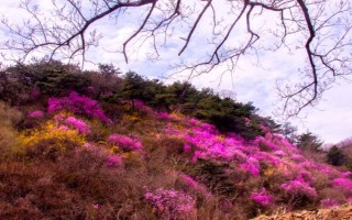 迎红杜鹃怎么繁殖，以种子繁殖、扦插繁殖、嫩枝繁殖为主