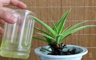 吊兰换盆要注意什么，剪除烂根等伤口愈合再上盆