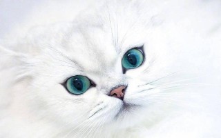 猫眼睛白天和黑夜有什么变化,白天瞳孔缩小夜晚瞳孔很大