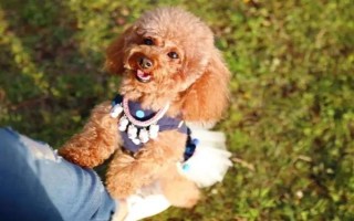 养泰迪狗要注意什么，2月龄每天至少喂3次