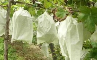 葡萄的套袋方法，喷完药等水分干燥后要立刻套袋