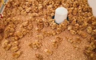 小鸡的饲养要点，根据当前日龄调整温度