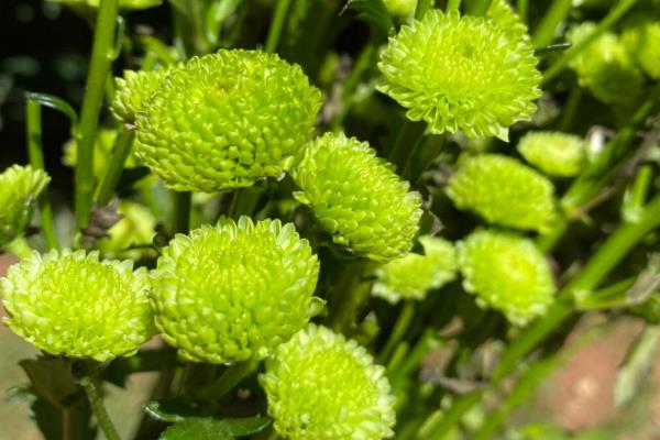 多头小菊的种植方法，可选择在春秋两季进行