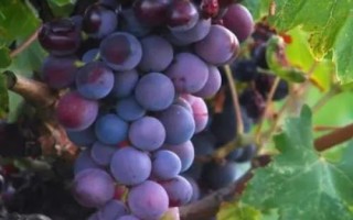 葡萄什么季节成熟，通常是八、九、十月份成熟